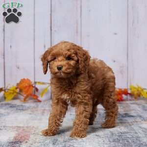 Indra, Mini Goldendoodle Puppy